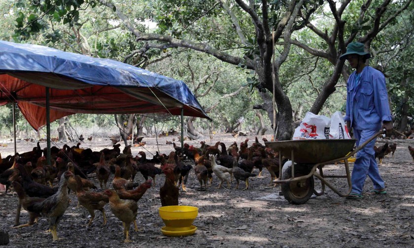 Nhờ vốn vay ưu đãi chương trình cho vay hộ cận nghèo gia đình anh Phạm Văn Tơ (thôn 7, xã Long Bình, huyện Phú Riềng, tỉnh Bình Phước) có điều kiện chăn nuôi gà quy mô lớn, mỗi lứa bán 6 – 7 ngàn con