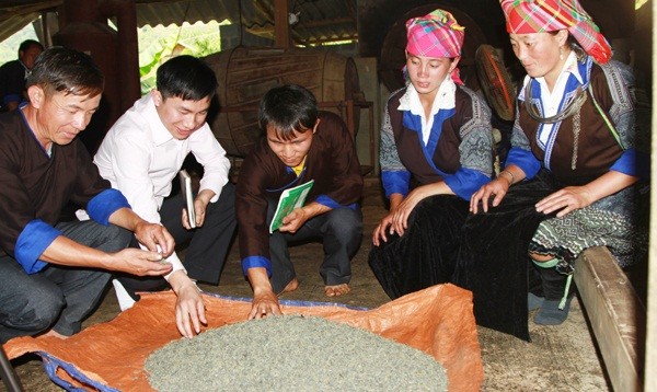 Anh Sùng Chứ Cớ (thứ 3, trái sang) ở xã Nậm Khắt, huyện Mù Cang Chải được vay vốn ưu đãi hộ nghèo đã đầu tư trồng chè, làm lò sấy với năng suất 5 tạ chè /ngày