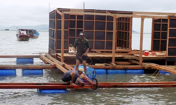 Sau bão nhiều vùng nuôi tôm hùm trên biển Khánh Hòa đang từng bước khôi phục 
