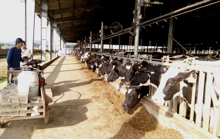 Mô hình chăn nuôi đàn bò sữa tập trung công nghệ cao tại Nghệ An. (Ảnh minh họa)