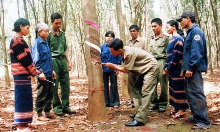 Cán bộ của Binh đoàn 15 hướng dẫn bà con dân tộc khai thác mủ cao su đúng kỹ thuật