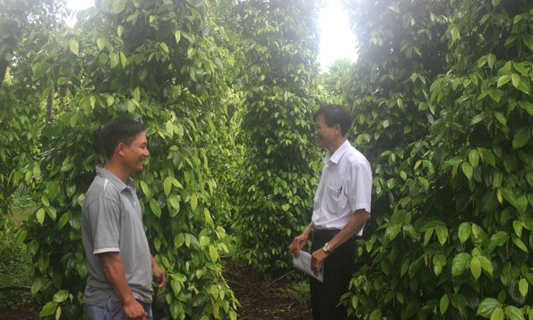 Anh Nguyễn Quốc Hưng đang trao đổi kinh nghiệm chăm sóc vườn tiêu của gia đình