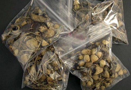 Loại nấm có chứa tiền chất ma túy được đóng túi đưa về Việt Nam. Ảnh: Bảo Ngọc 