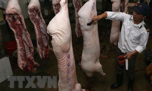 Nhân viên Thú y kiểm tra, đóng dấu kiểm dịch sản phẩm thịt lợn trước khi lưu thông ra thị trường tại cơ sở giết mổ tập trung. (Ảnh: Vũ Sinh/TTXVN)