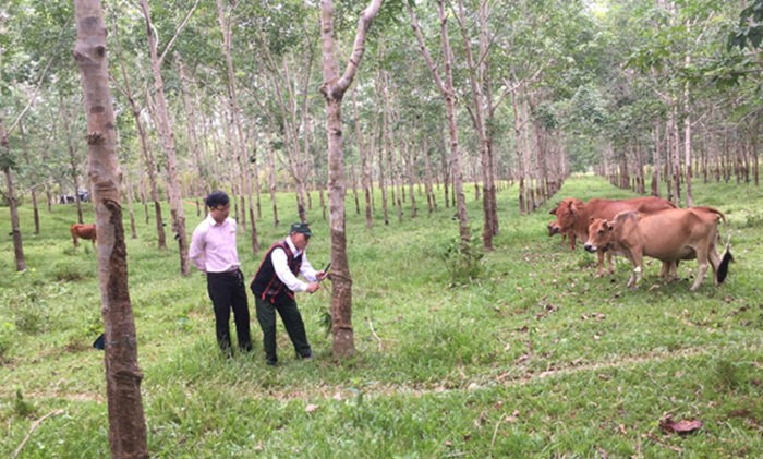 Mô hình trồng cây cao su kết hợp với việc chăn nuôi của thương binh Hồ Sỹ Thi mang lại thu nhập mỗi năm hàng trăm triệu đồng