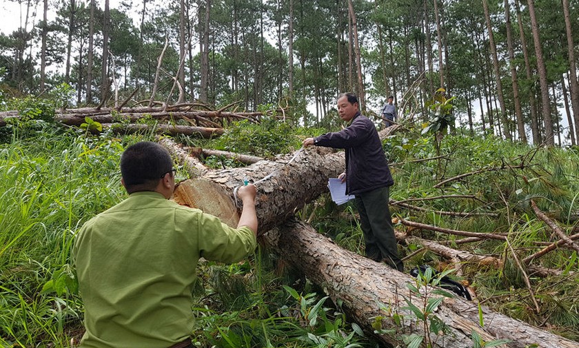 Lực lượng Kiểm lâm kiểm tra số gỗ bị lâm tặc chặt hạ tại xã Phi Liêng