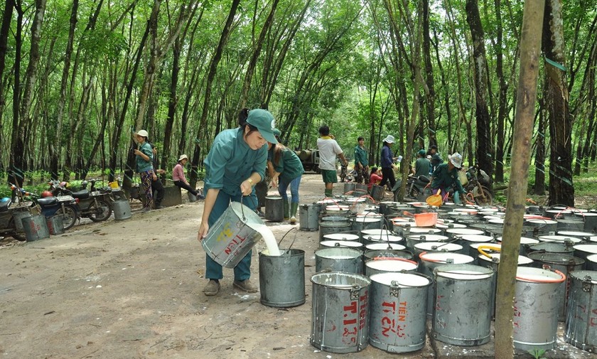 Có đến 80% cao su thiên nhiên của Việt Nam xuất khẩu (Ảnh minh họa)