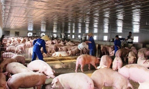 Vệ sinh chuồng trại để phòng chống dịch tả lợn châu Phi