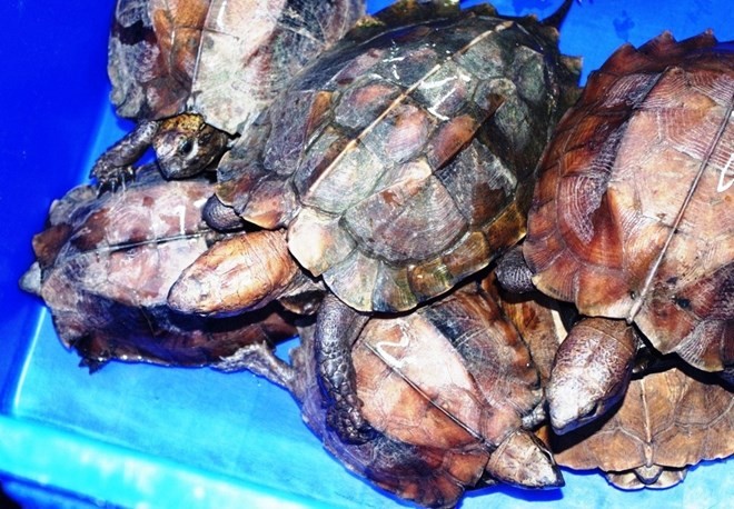 Các chuyên gia nhận định không thể gây nuôi thương mại rùa đầu to. (Nguồn ảnh: ATP-IMC/Vietnamplus)