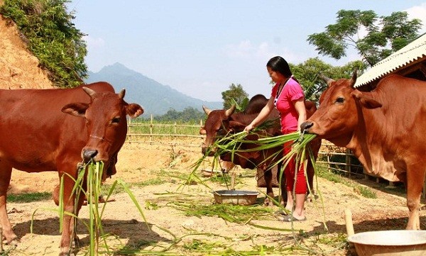 Đàn bò được hình thành từ vốn vay chương trình hộ thoát nghèo của nhà anh Lò Văn Thống (thôn Yên Lập, xã Yên Khương, huyện Lang Chánh)
