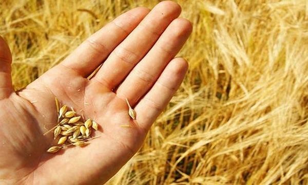 Xem xét dừng nhập khẩu lúa mì nhiễm cỏ kế đồng khi tình hình vi phạm không cải thiện