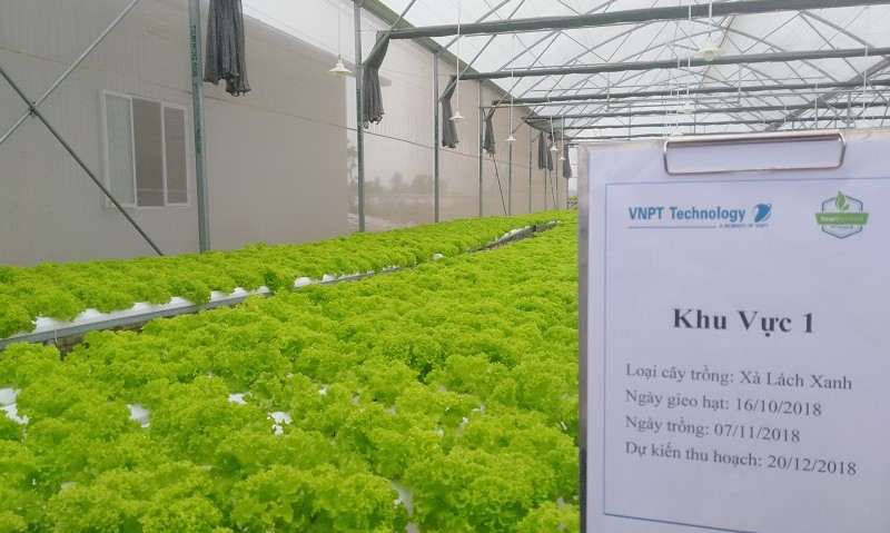 Khu trồng rau tại Láng Hòa Lạc sử dụng giải pháp Smart Agriculture của VNPT