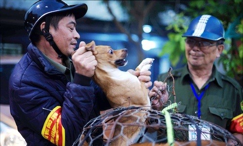 Đội bắt chó thả rông của quận Thanh Xuân, Hà Nội