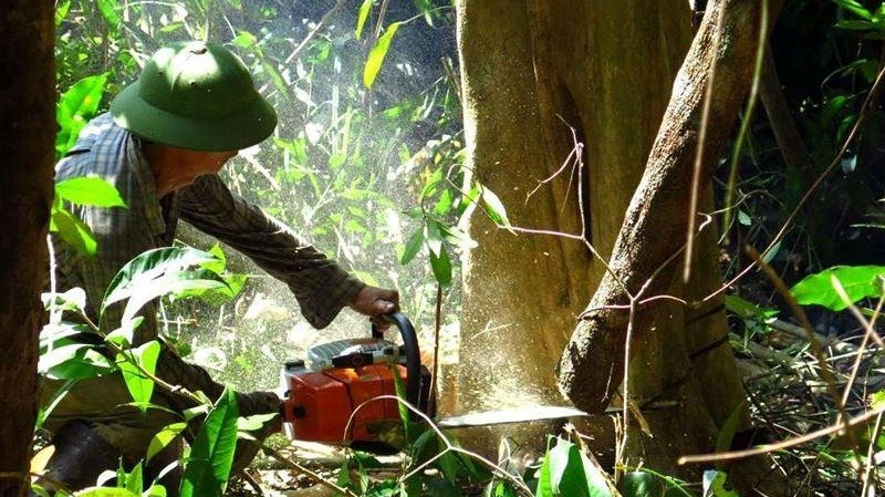 Hàng trăm ha rừng phòng hộ, đặc dụng bị xóa sổ do cho phép doanh nghiệp áp dụng “cơ chế đặc thù”.  (Ảnh minh họa)