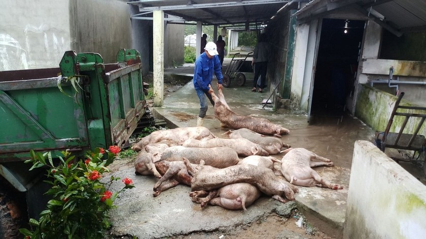 Hàng trăm con heo tại trang trai nuôi heo Việt Thái Swine Like bị bệnh LMLT đã được đưa đi tiêu hủy. Ảnh: Lê Công Bằng