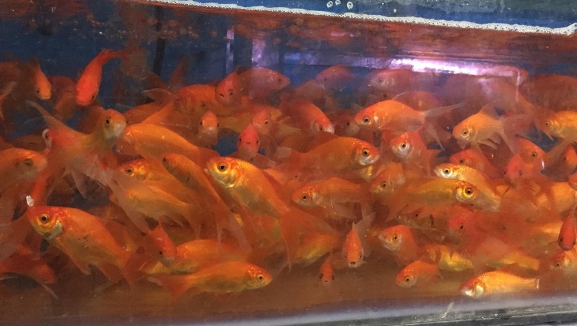 Cá chép vàng, đỏ, da cam luôn được ưa chuộng