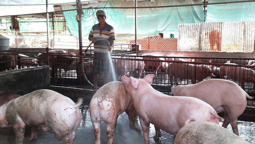 Một trang trại nuôi heo ở Đồng Nai