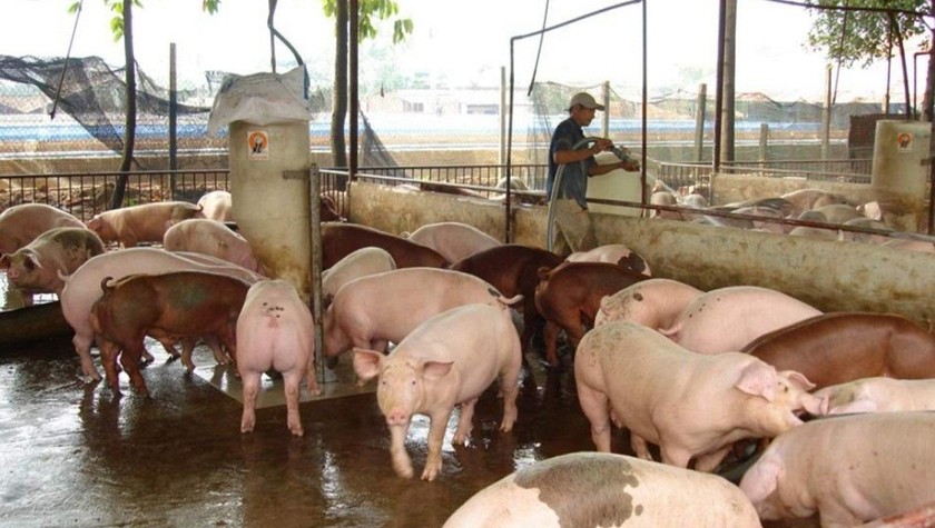 Các DN đã tăng cường chăm sóc, kiểm tra, vệ sinh các đàn lợn nuôi; thường xuyên giám sát, cách ly các khu nhập lợn mới và lợn xuất chuồng