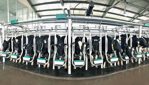 Đàn bò A2 trong quy trình sản xuất sữa A2 của Vinamilk tại Việt Nam