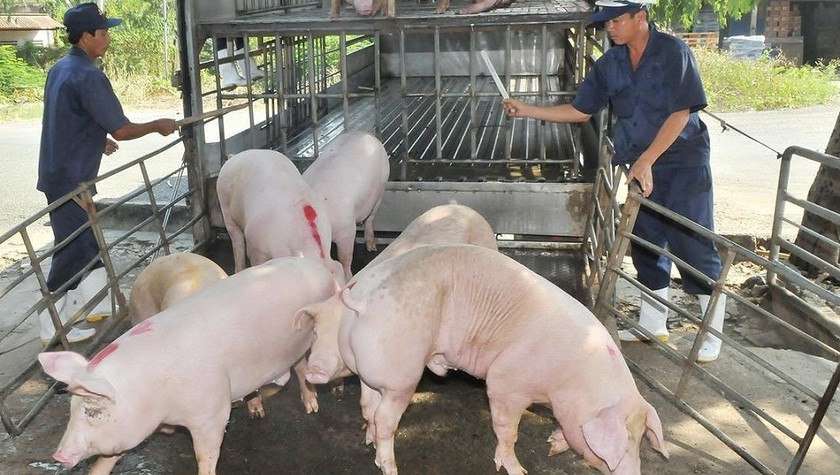 Tăng cường giám sát nguồn heo đưa vào nơi giết mổ để phòng dịch tả lợn châu Phi