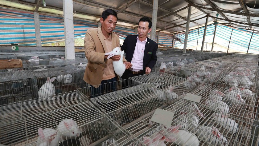 Vốn chính sách đã giúp người nông dân Thái Nguyên áp dụng hiệu quả kiến thức khoa học kỹ thuật vào sản xuất kinh doanh. ảnh: Trần Việt