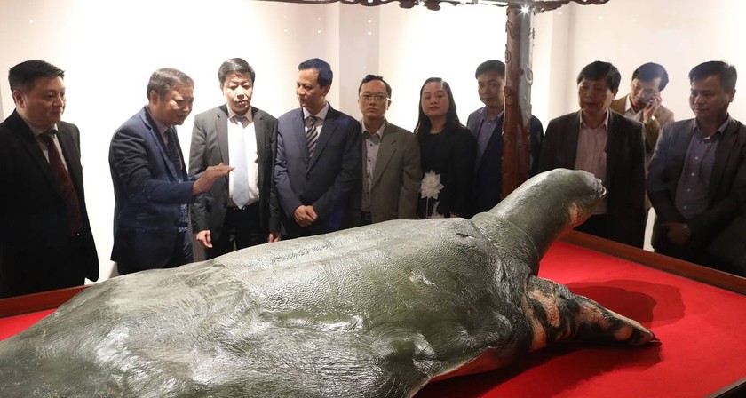 Tiêu bản rùa Hồ Gươm cuối cùng trưng bày ở đền Ngọc Sơn