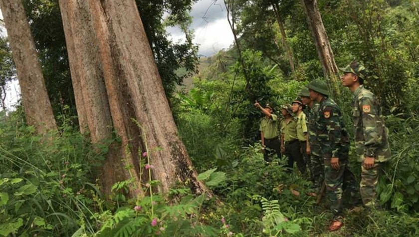 Lực lượng chức năng tuần tra, bảo vệ rừng tự nhiên