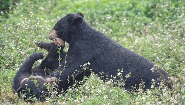 Các cá thể gấu có cuộc sống mới tươi đẹp tại Cơ sở bảo tồn gấu Ninh Bình