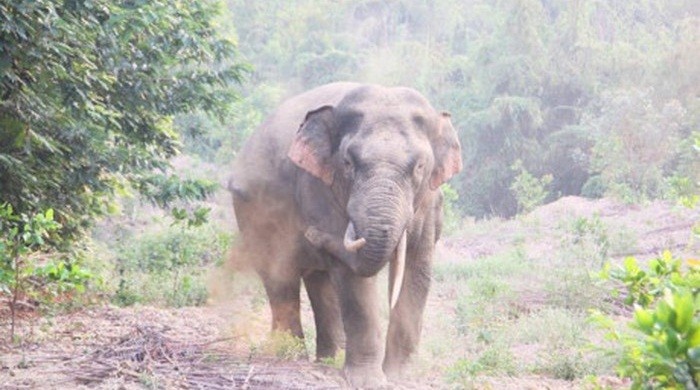 Một hình ảnh voi rừng xuất hiện tại Thanh Sơn