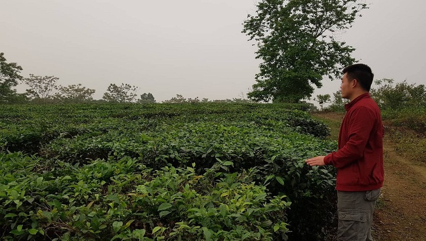 Hàng nghìn cây chè vừa được trồng mới bỗng chốc bị giao lại cho Công ty Chè Phú Đa
