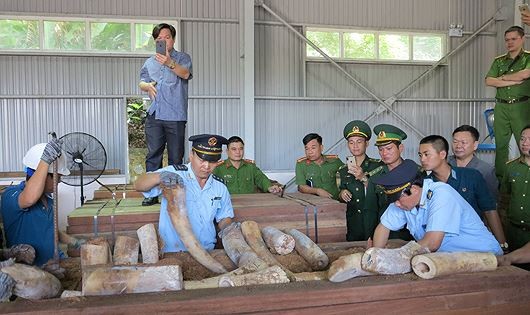Vụ vận chuyển trái phép ngà voi ở Đà Nẵng: Phó Thủ tướng yêu cầu khẩn trương điều tra