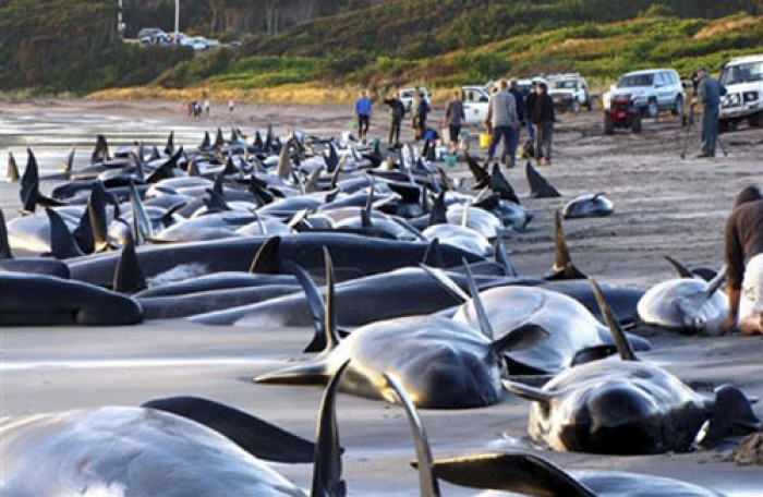 Vụ cá voi tự sát tồi tệ nhất lịch sử New Zealand