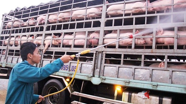 Hiện 34 địa phương đã có dịch tả lợn châu phi với 1,5 triệu con lợn bị tiêu hủy