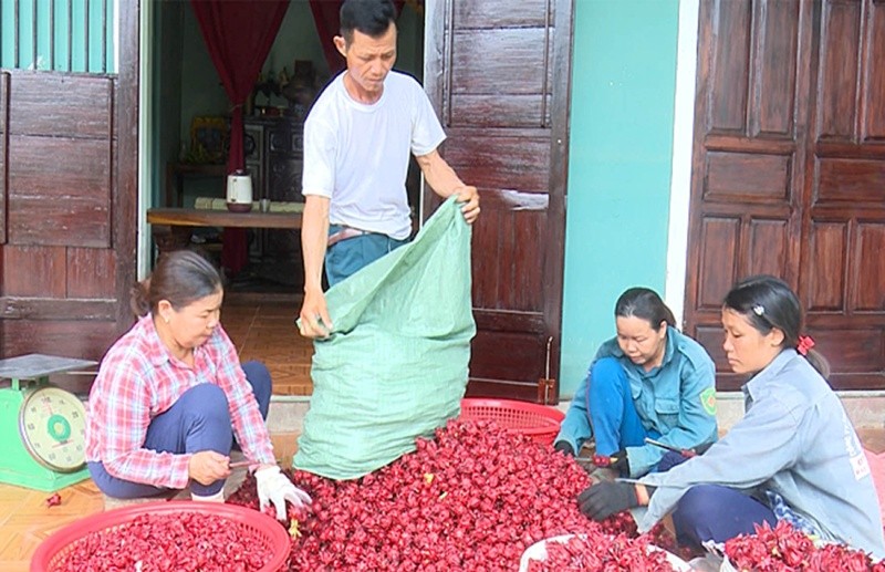 Mô hình trồng cây atiso đỏ của ông Lê Văn Thạch bước đầu mang lại hiệu quả kinh tế cao và giải quyết công ăn việc làm thời vụ cho nhiều lao động             địa phương