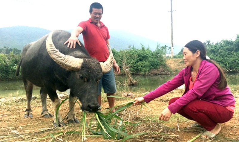Nhiều hộ gia đình trên địa bàn xã Xuân Trạch được vay vốn ưu đãi kịp thời để phát triển chăn nuôi hiệu quả