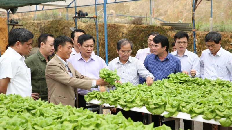 Phó Thủ tướng Vương Đình Huệ thăm mô hình trồng rau, củ của HTX Tân Tiến ở Lâm Đồng tháng 6/2017