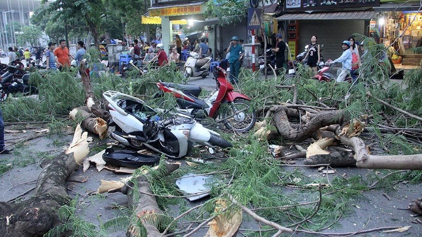 Những năm gần đây, cây xanh liên tiếp đổ đè chết người trên một số tuyến phố thuộc TP Hồ Chí Minh và Hà Nội khiến người dân vô cùng bất an (Ảnh minh họa)