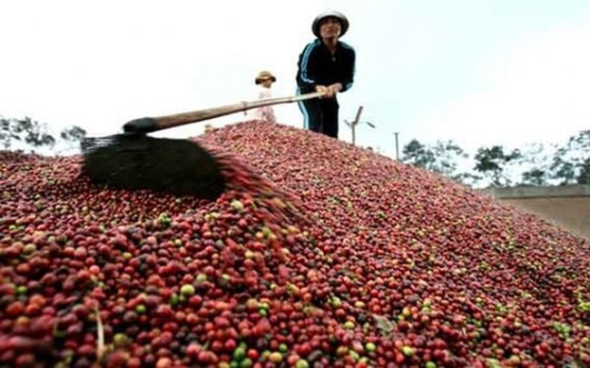 80% cà phê Việt Nam xuất khẩu thô  (Ảnh minh họa )