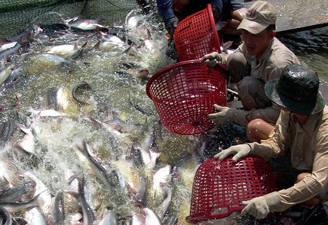 Tình trạng khủng hoảng thừa cá tra từng xảy ra cách đây 10 năm