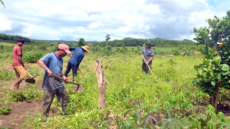 Ông Rơ Châm Ril (người thứ hai bên trái) đang làm cỏ mì cùng hàng xóm gần làng Kép, xã Ia Phí, huyện Chư Păh, tỉnh Gia Lai