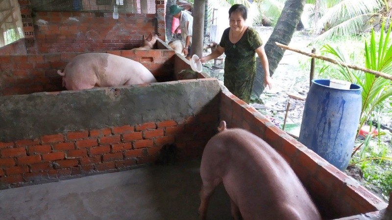 Một hộ chăn nuôi ở Bạc Liêu chuẩn bị tái đàn từ nguồn con giống hộ gia đình