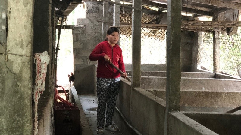 Chuồng trại nuôi lợn của hộ gia đình chị Đặng Thị Bé bỏ trống nhiều tháng nay