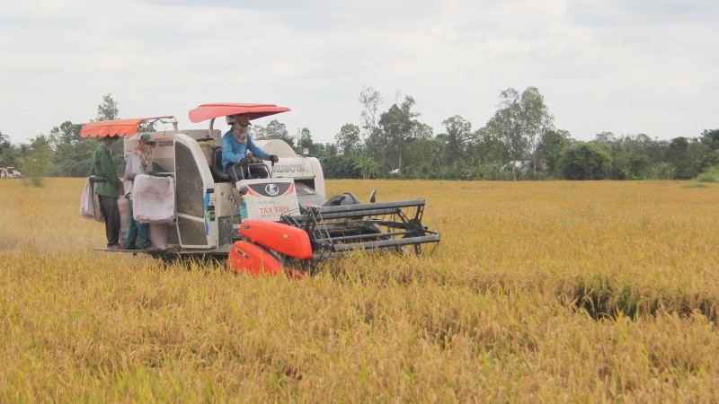 Cơ giới hóa trong sản xuất lúa giúp nông dân ĐBSCL giảm công lao động và chi phí sản xuất
