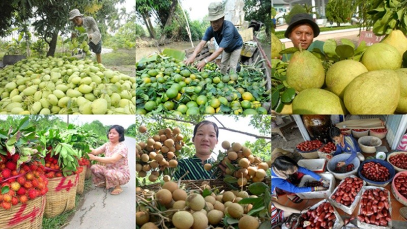 Xây dựng thương hiệu trái cây Việt để khẳng định vị thế nông sản nước nhà. Ảnh minh họa: IT