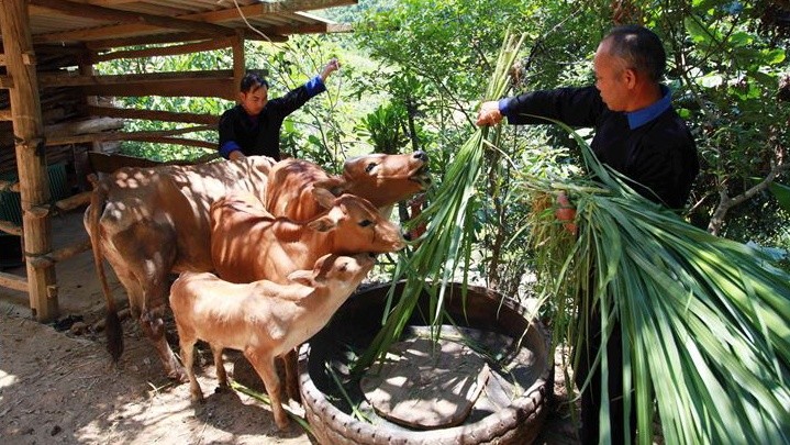 Gia đình ông Sùng A Khua (dân tộc Mông ở xã Lao Chải, huyện Mù Cang Chải, Yên Bái) vay vốn chính sách để nuôi bò, trâu. Từ chăn nuôi, trồng cấy, mỗi năm trừ các khoản chi phí, gia đình có thu nhập khoảng tới 200 triệu đồng