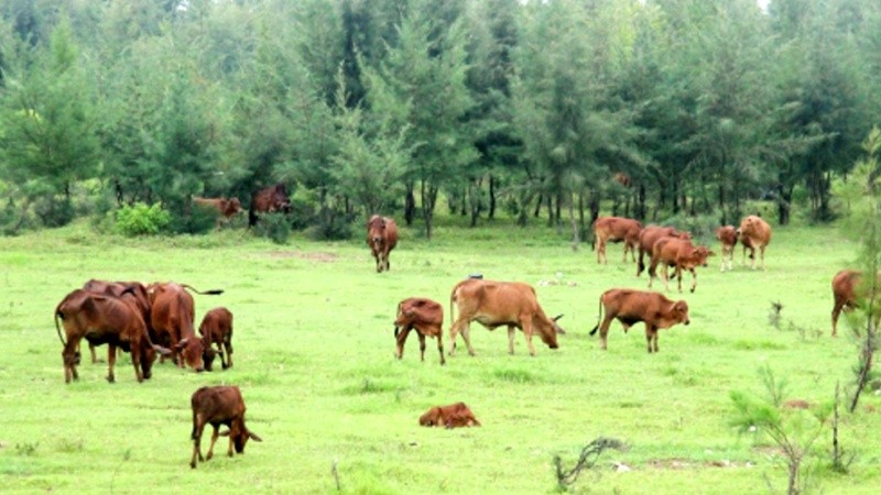 Một đàn bò chăn thả rông ở huyện Quảng Trạch