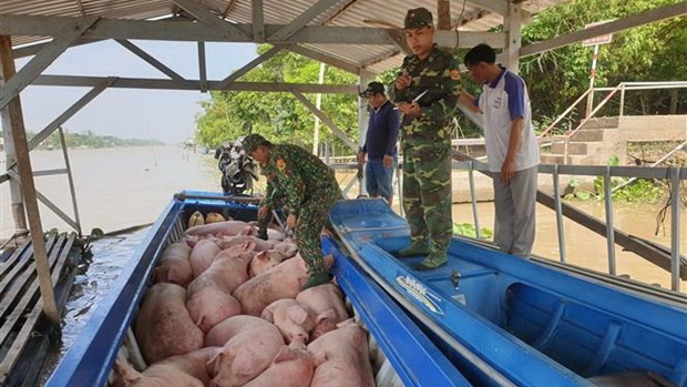 Cán bộ, chiến sỹ Đồn Biên phòng Phú Hội - Bộ đội Biên phòng An Giang kiểm đếm số lợn vừa bắt giữ. (Ảnh: Công Mạo/TTXVN)