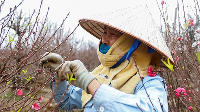 Chủ một vườn đào ở Nhật Tân cho hay, chỉ cần đào nở trúng Tết khoảng 50% là người trồng hoa có một cái Tết no ấm