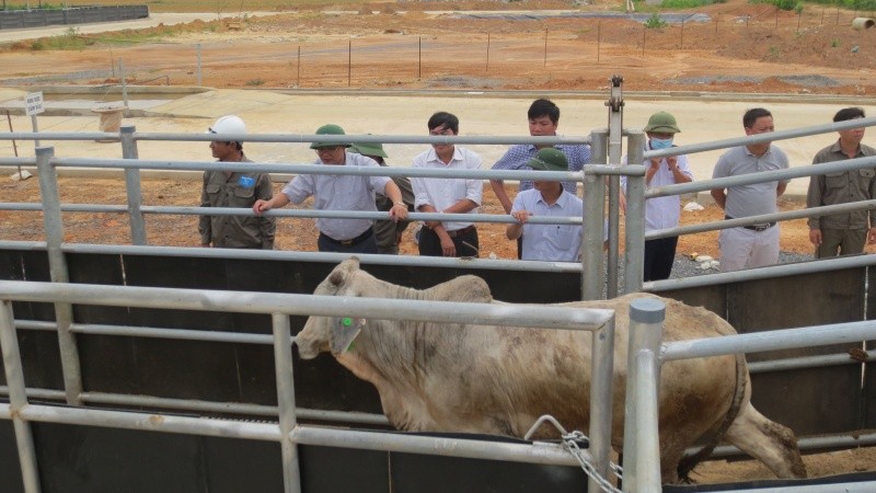 Tính trung bình, mỗi con bò tại Hòa Phát Quảng Bình được cấp… 300m2 đất