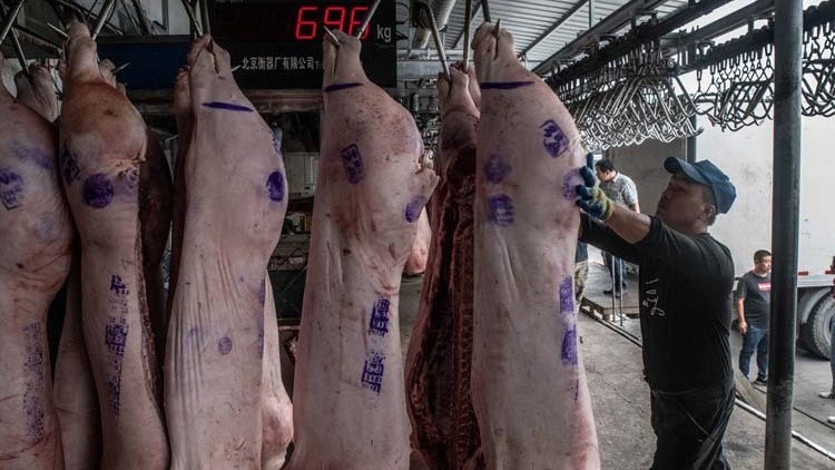 Lợn thịt được đưa vào một nhà kho thuộc hệ thống dự trữ thịt lợn quốc gia Trung Quốc ở ngoại ô Bắc Kinh